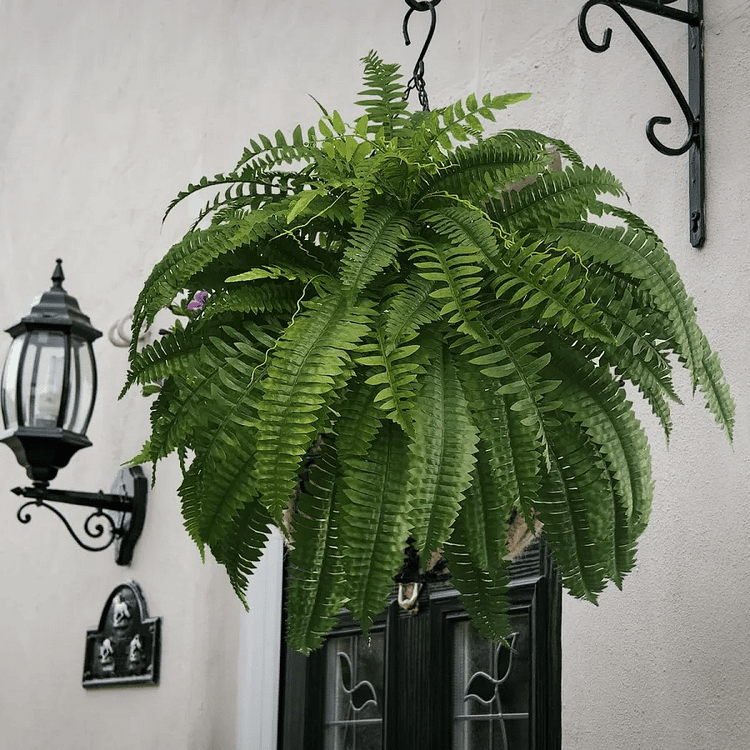 Lifelike Boston Fern Artificial Plant For Outdoor Decor UV Resistant