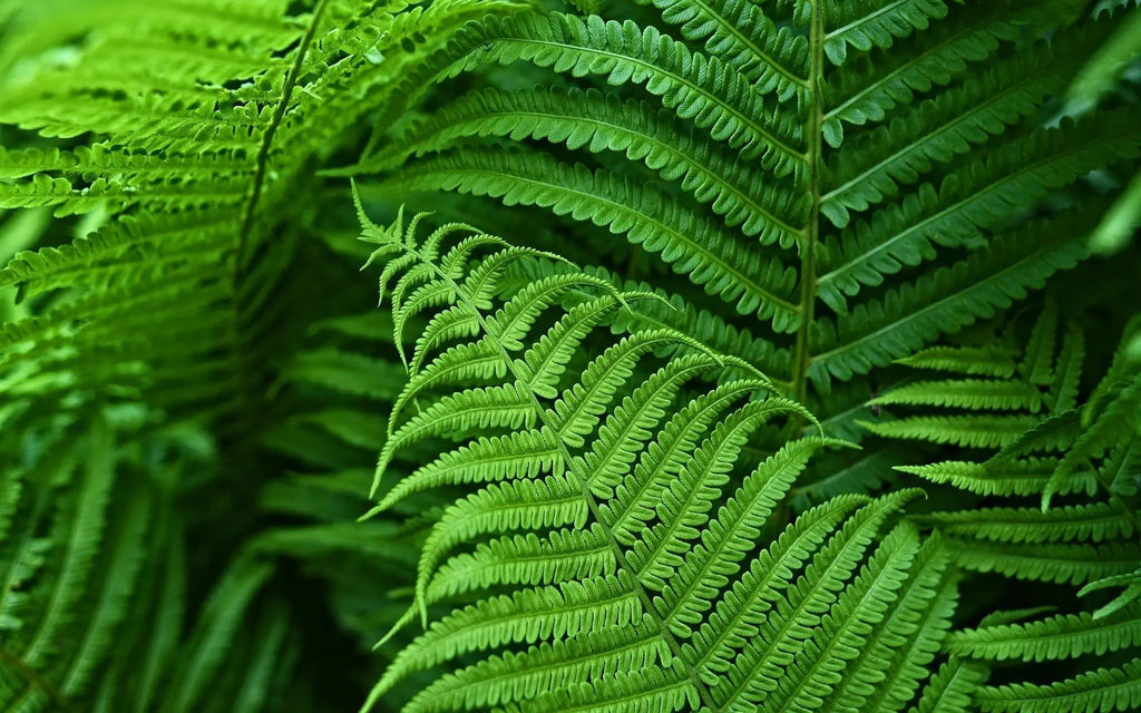 Lifelike Boston Fern Artificial Plant For Outdoor Decor UV Resistant