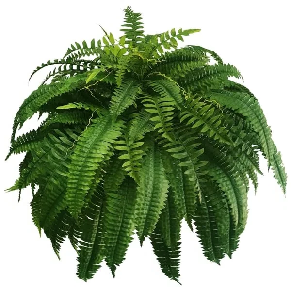 Lifelike Boston Fern Artificial Plant For Outdoor Decor UV Resistant