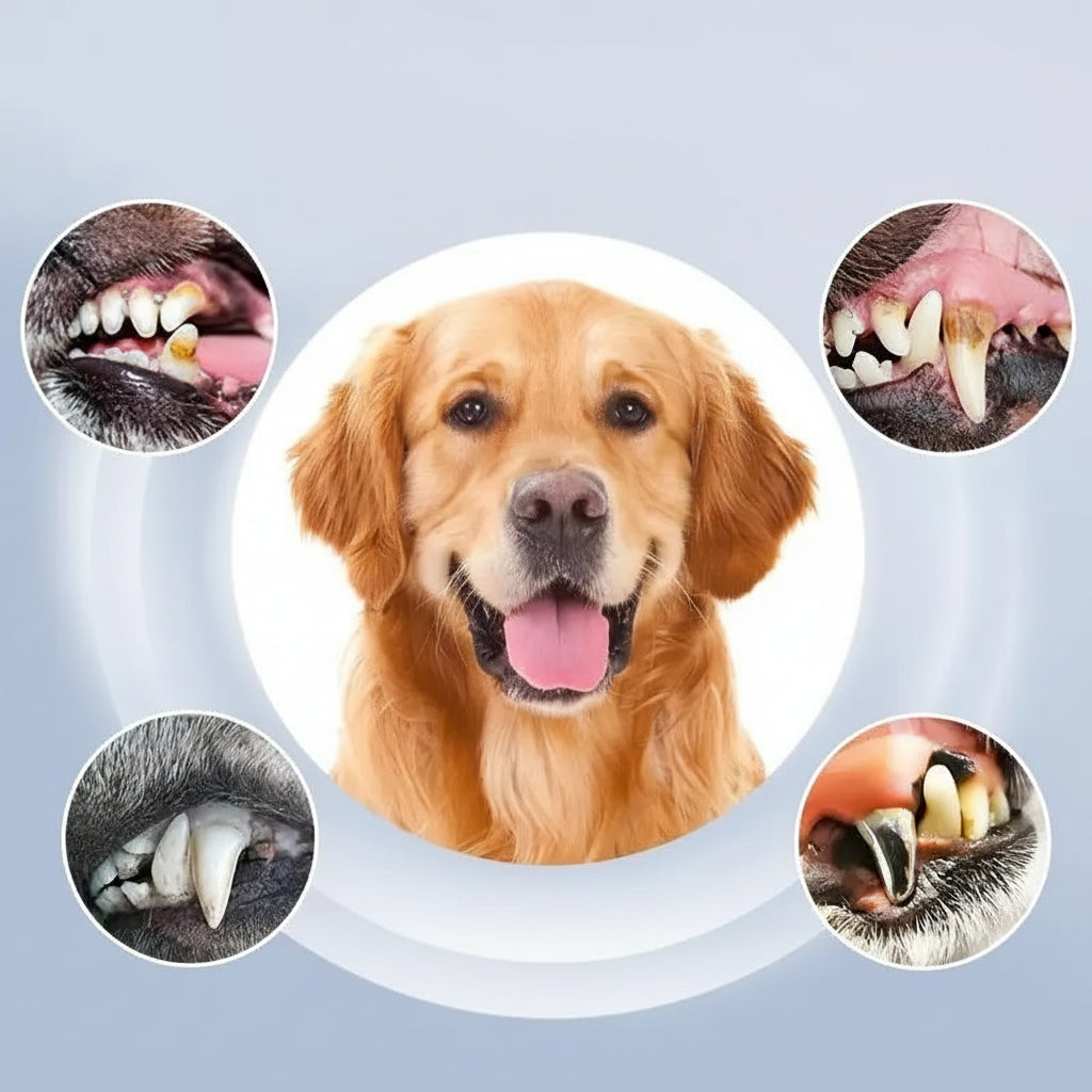 PetCare Hundezahnreinigungsgerät mit fünf einstellbaren Stufen