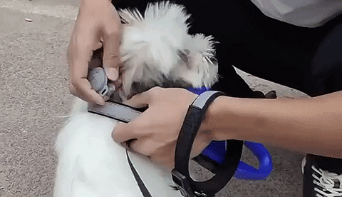 Localisateur GPS en temps réel Pet Guardian pour chiens, traceur de sécurité compact