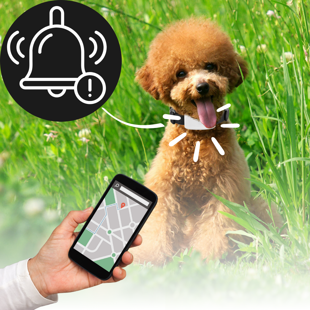 GPS obojek pro domácí mazlíčky s živým sledováním polohy, vodotěsný design